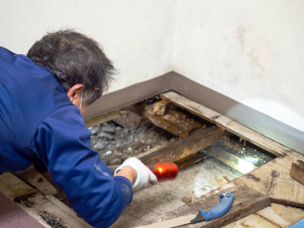 Best Home Mold Removal  in August, CA