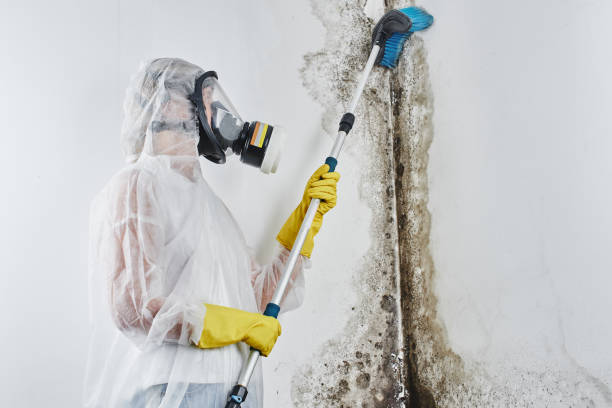 Best Mold Cleaning Services  in August, CA
