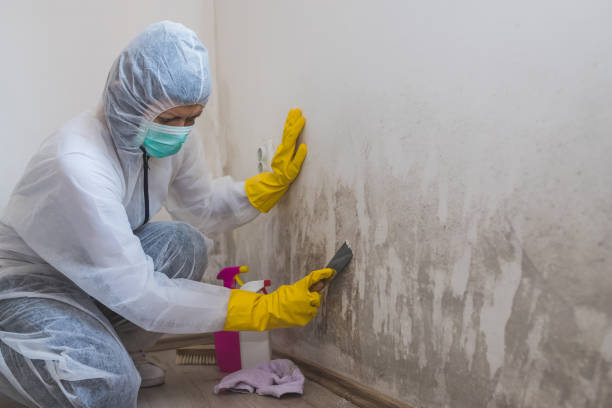 Best Mold Testing and Removal  in August, CA