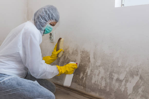 Best Toxic Mold Removal  in August, CA