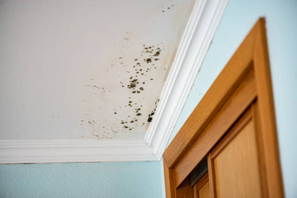 Best Fast Mold Removal  in August, CA