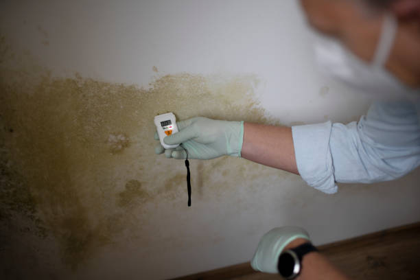 Best Residential Mold Removal  in August, CA
