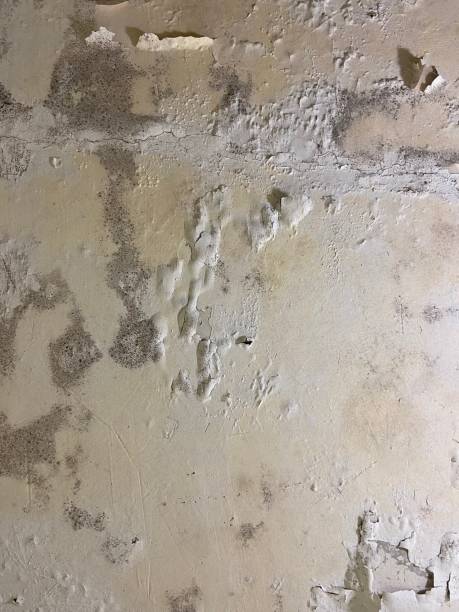 Best Local Mold Removal Service  in August, CA