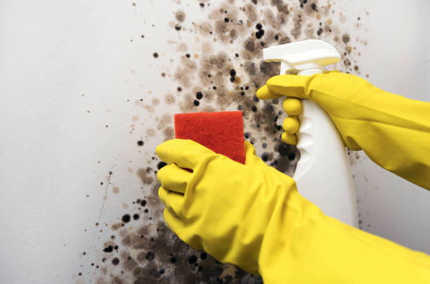 Best Mold Testing  in August, CA