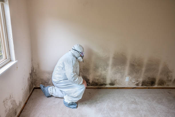 Best Professional Mold Removal  in August, CA
