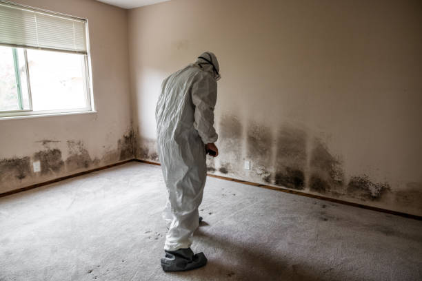 Best Affordable Mold Removal  in August, CA