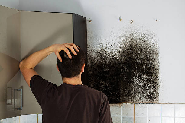 Best Water Damage Restoration  in August, CA
