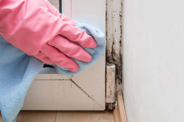 Best Commercial Mold Removal  in August, CA