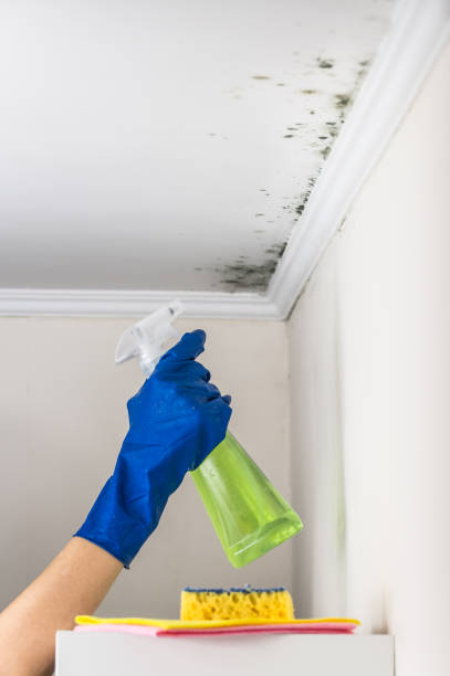 Best Certified Mold Removal  in August, CA