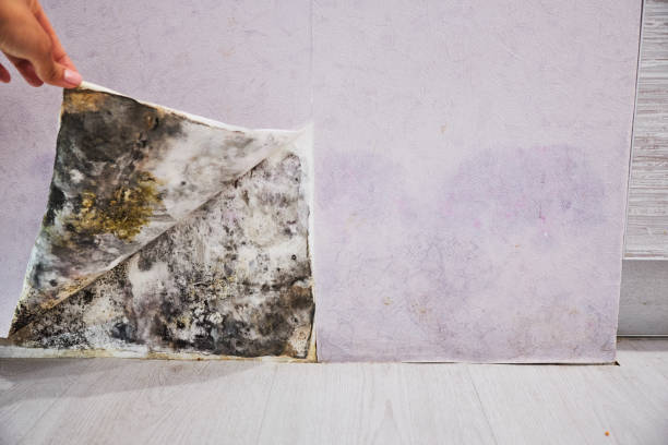  August, CA Mold Removal Pros